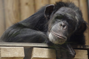 chimpanzee